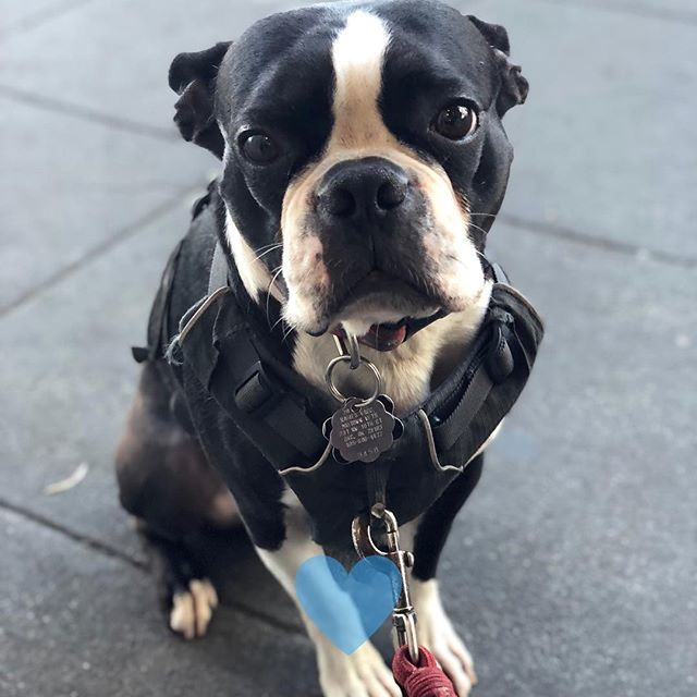 Friends, I am sorry I’ve been MIA for the past few months! Mom has been busy with wrapping up her first year of grad school and starting a job—here is a sad begging face as an apology! ✨
------
Follow <a href="/yobostonterrier/">yobostonterrier</a>
------
Envious photo.

#ilovemybostonterrierty #bostonter…