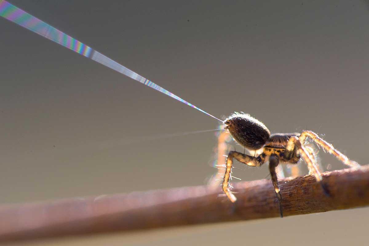 newscientist's tweet photo. Spiders can ‘fly’ because they make near-invisible paragliders https://t.co/goHXvi28N3 https://t.co/mwDFR6WyFv