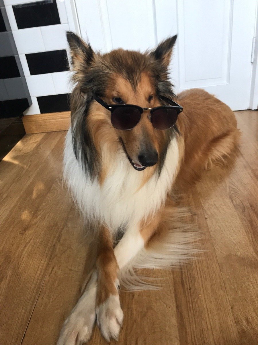 fuzzymugzapp's tweet photo. This is the right way to put your sunglasses on πΆοΈπΆ
credits: https://t.co/qzxL0CXFhL
β’
β’
β’
β’
β’
#petstagram #dogoftheday #doglover #ilovemydog #pets #puppylove #animal #pup #animals #doggy #adorable #dogsofig #doglife #doglovers #weeklyfluff #fuzzymugz #lovedogs #bestwoof https://t.co/WJ4mRZgiJ3