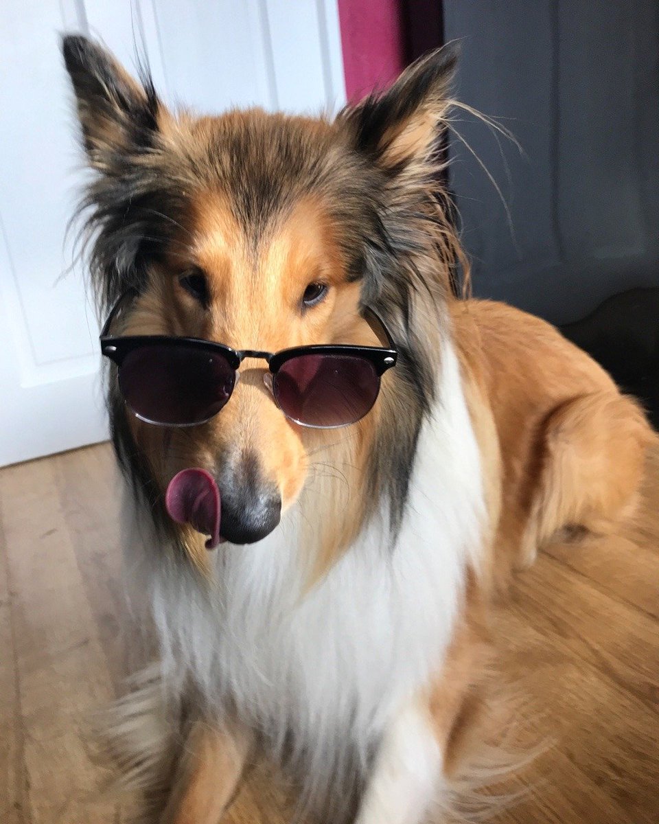 fuzzymugzapp's tweet photo. This is the right way to put your sunglasses on πΆοΈπΆ
credits: https://t.co/qzxL0CXFhL
β’
β’
β’
β’
β’
#petstagram #dogoftheday #doglover #ilovemydog #pets #puppylove #animal #pup #animals #doggy #adorable #dogsofig #doglife #doglovers #weeklyfluff #fuzzymugz #lovedogs #bestwoof https://t.co/WJ4mRZgiJ3