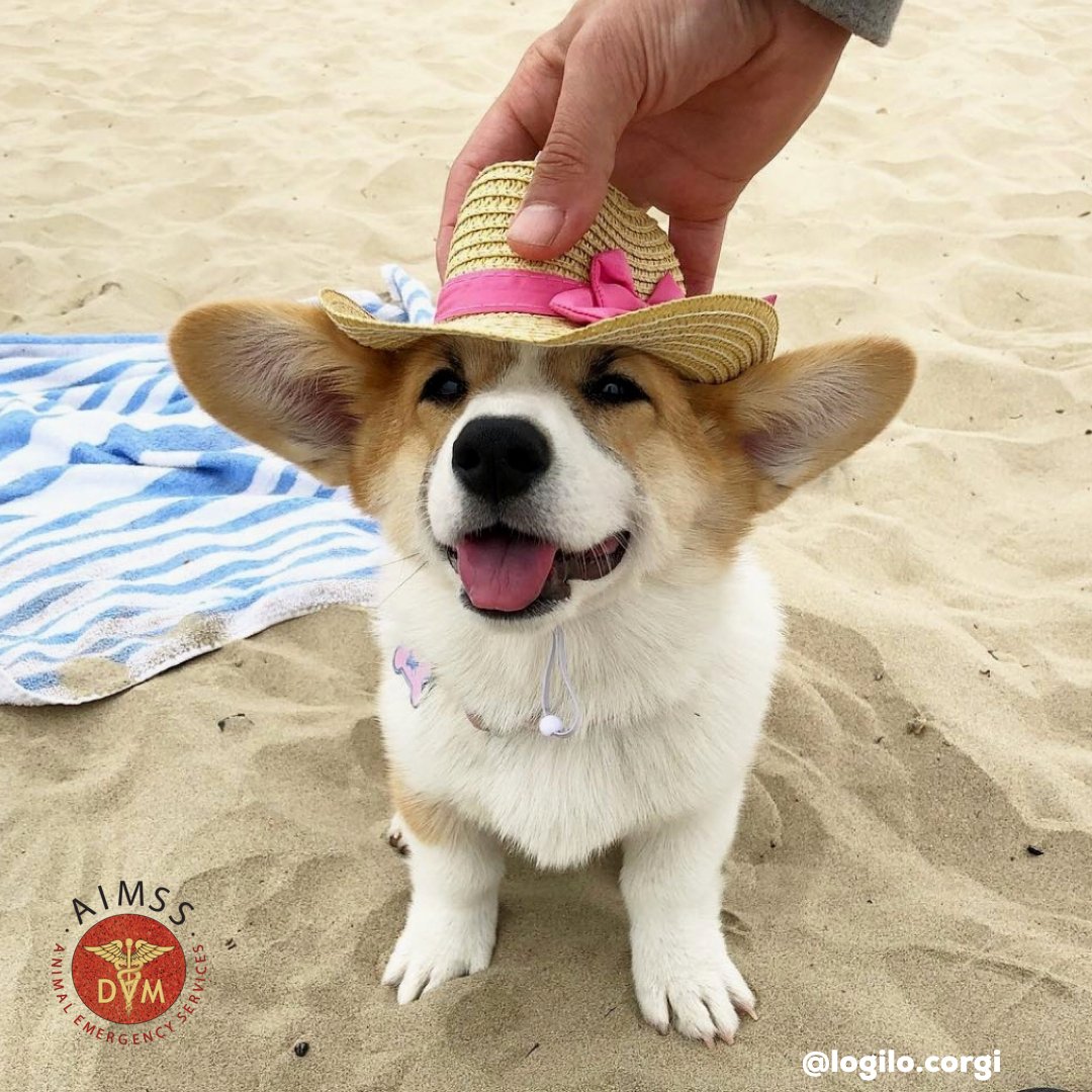 AIMSS_Vet's tweet image. Going to #Corgicon2018 at #OceanBeach in #SF this weekend?  Practice safe beach fun and watch out of beach garbage and foxtails! Animal Emergency Services will be open all weekend if something shall arise. 🗺 1333 9th Ave, San Francisco 
Via IG @logilo.corgi