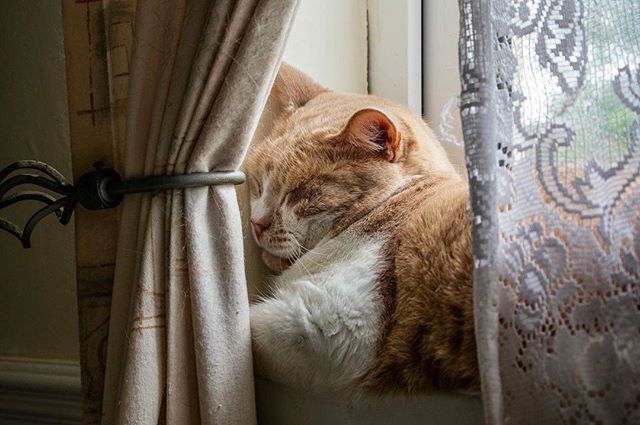 52frames's tweet photo. Every cat needs a snug place to nap, what a creative capture by Framer Charlie Greaves for our #52frames_partner album. The complementary color range and the reflection are great, congrats on the feature @socialalienation β¨ππ»β¨ Theme: Partner πΈ Weβ¦ https://t.co/RBEwOhI9Cb https://t.co/Adi6jcMkKL