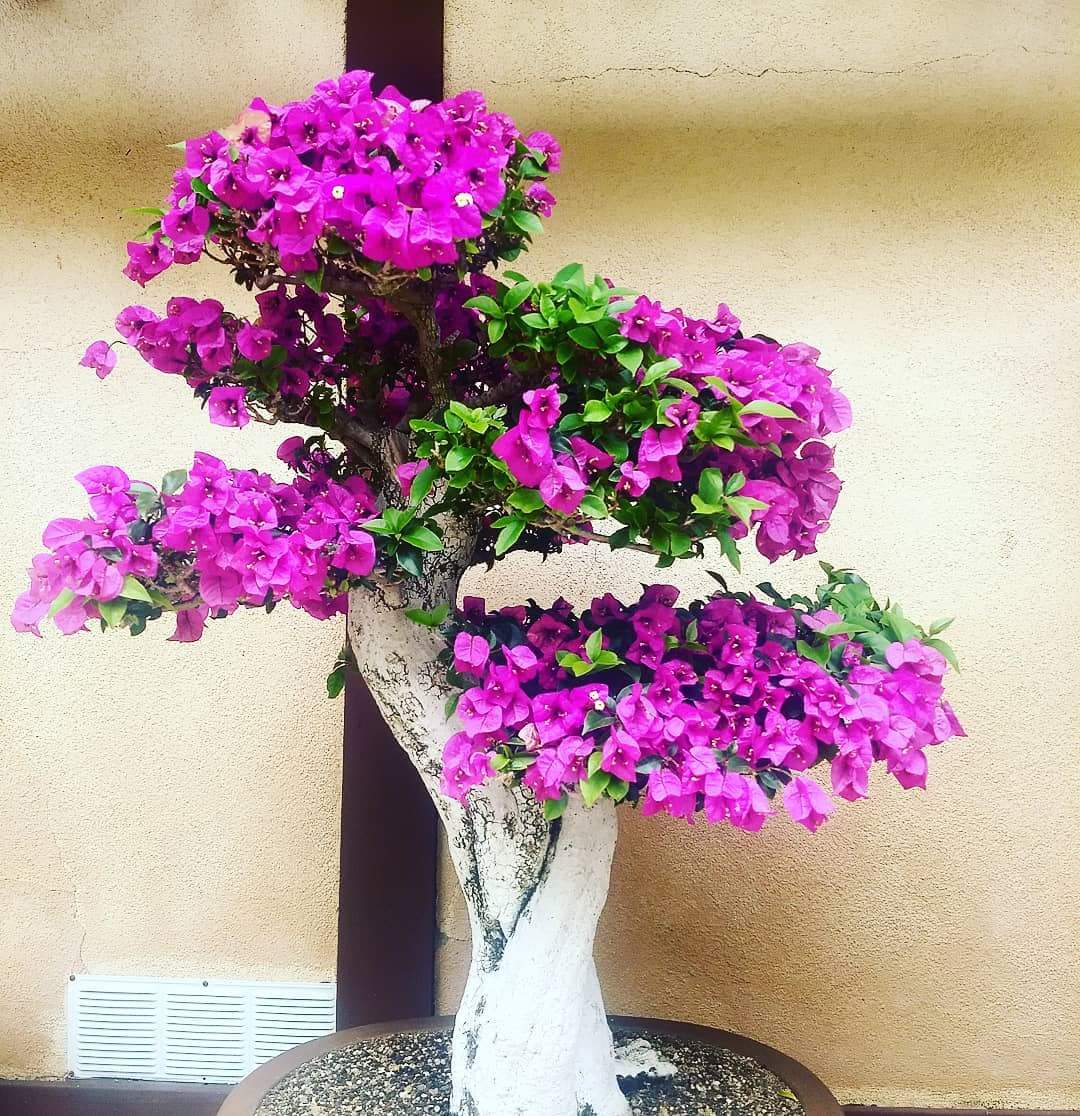 knowtoday12's tweet photo. #Bonsai #Beautiful #World https://t.co/uURoiuKlbM