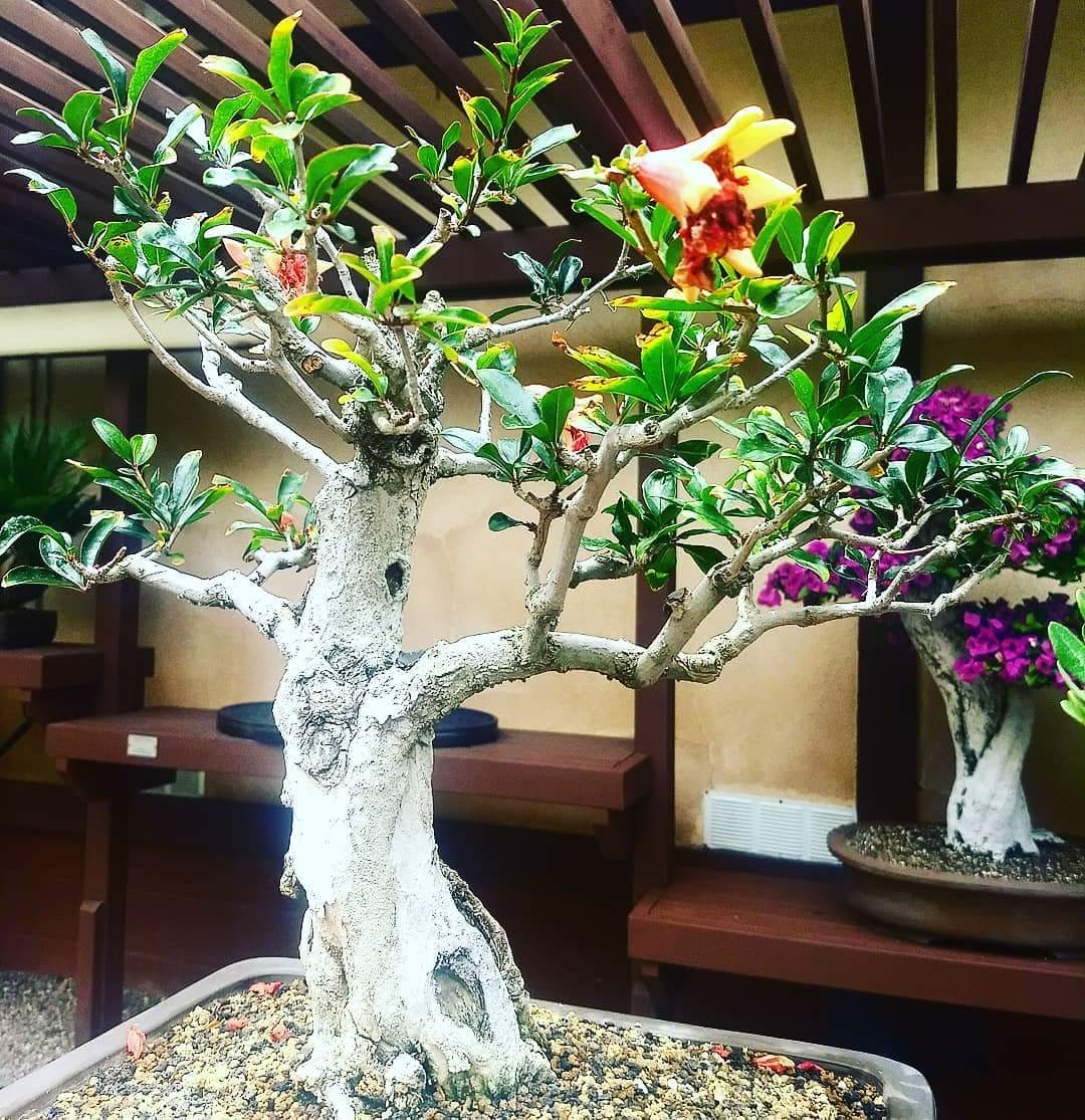 knowtoday12's tweet photo. #Bonsai #Beautiful #World https://t.co/uURoiuKlbM