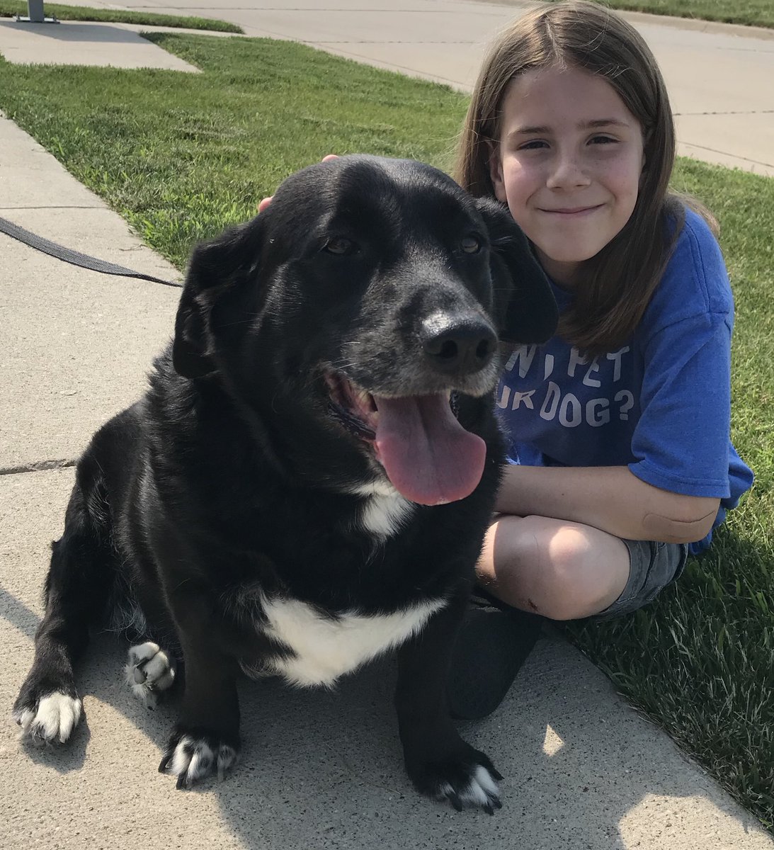 black lab corgi mix