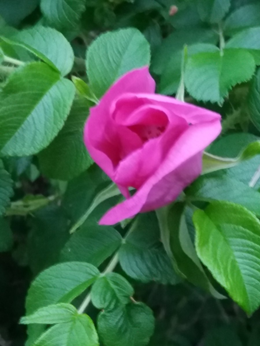 MaipuMaire's tweet photo. Jukolan Yöhön tsempiksi, jos ei joka hetki tunnu #ruusuiselta😄16.6. klo 23 #startti🏃♂️🌲🏃♀️
Kesäistä☀️🍃vko'n vaihdetta🤗🍃
@IrmeliKaija @PulmuM @annelitiainen1 @ArnkilKatriina @TiinaAiraksinen @ruutuikkuna @minlaulai @Kuutamo6 @Saijee8 https://t.co/CBvr46wNmD