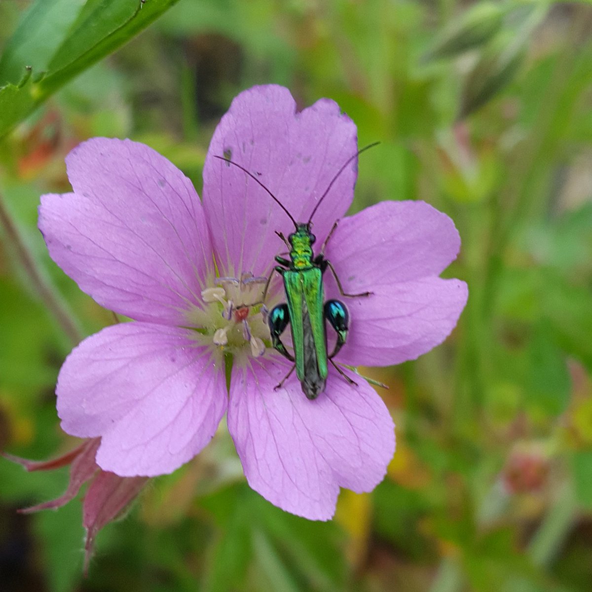 PlantPref's tweet photo. Having never noticed them before we seem to be overrun with these Fat Legged Flower Bugs this year.
#bug #flowerbug #fatlegs #geranium #hardygeranium #cranesbill #pinkflowers #insects #critters @DrIanBedford @AndrewSalisbur2 https://t.co/COgWGPREkr