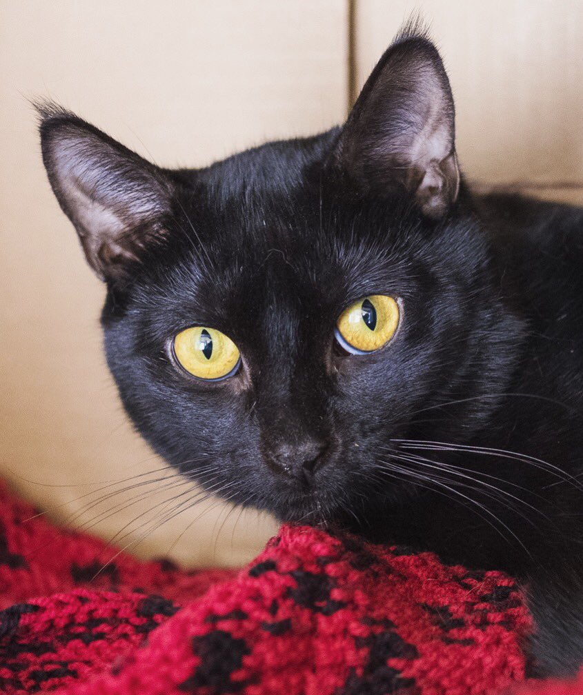 RSPCA SouthAustralia on Twitter: RSPCA SouthAustralia on Twitter: