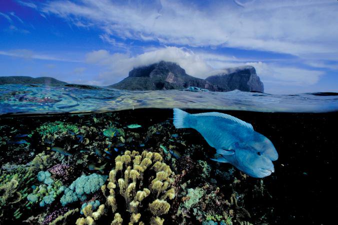 AllenPhil_'s tweet photo. Here's why saving #coralreefs are really much cheaper than letting them die. https://t.co/LUSrEC5yab https://t.co/YJSHPa7rMc