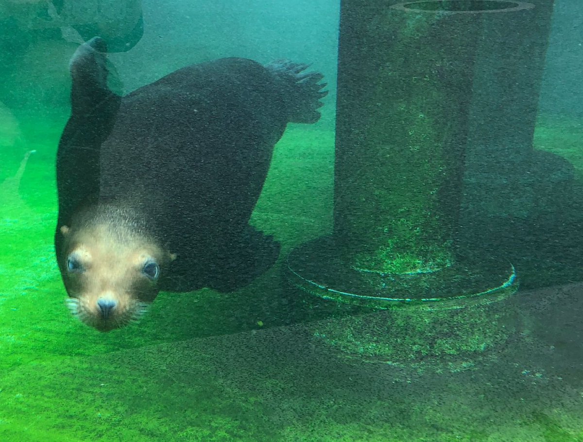 上野動物園 公式 おはようございます カリフォルニアアシカが元気に開園をお知らせいたします 上野動物園
