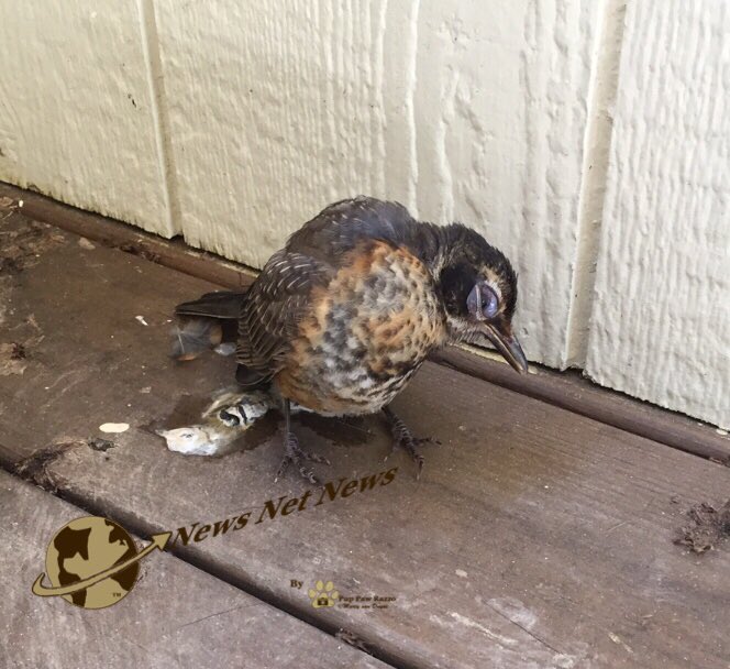NewsNetNews's tweet photo. 🐧 Found young healthy Robbin standing watch over #SickBird fm abt 3’ away on porch this am Took sick bird to Vet Told it had species specific infection They had to euthanize If you find sick/injured #Wildlife please don’t let it suffer Contact Wildlife Rehab or Animal Control 🐧 https://t.co/REXuieIopT