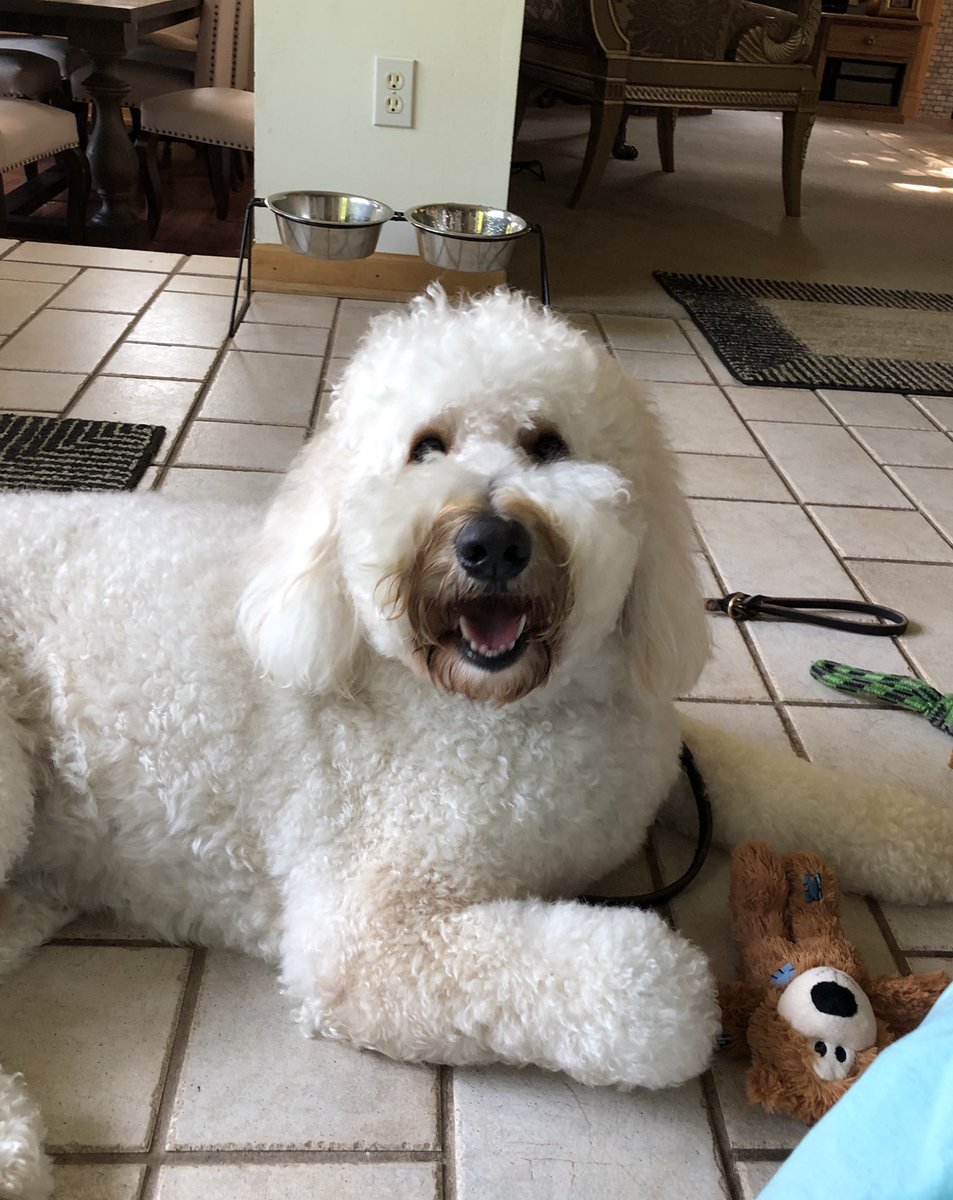 cathy_cimoch's tweet photo. Kody is back from training! https://t.co/ZooT0n5Oud