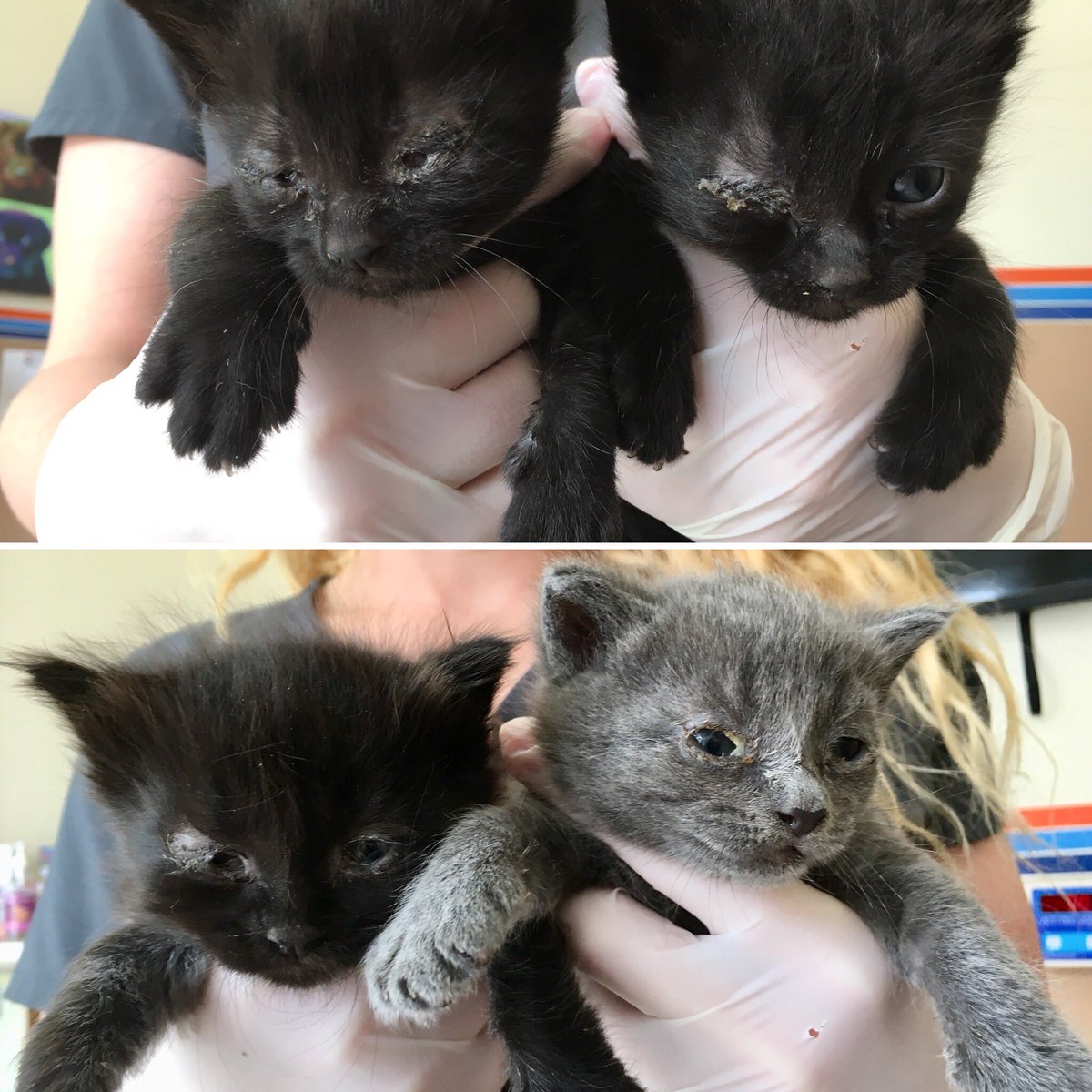 Today-4wk old  kittens found hiding in bushes at house.
safe at vet-treating eyes, infections &amp; wound. If you can contribute to healthcare -❤️PayPal.com /StarPawsRescue <a href="/gmail/">Gmail</a> or Venmo.com /starpaws1 - will update