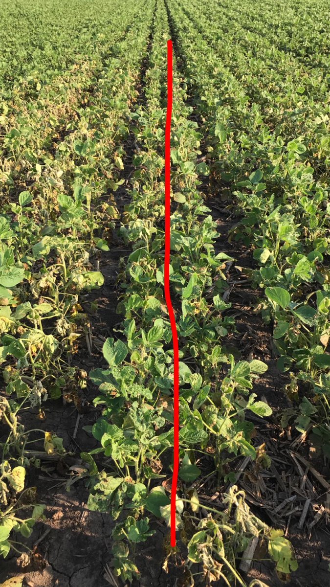 DonBrucker's tweet image. Stratego Yld/Leverage applied on right side at v2, no phytophthra.  Picture doesn't do it justice.   #labelchange