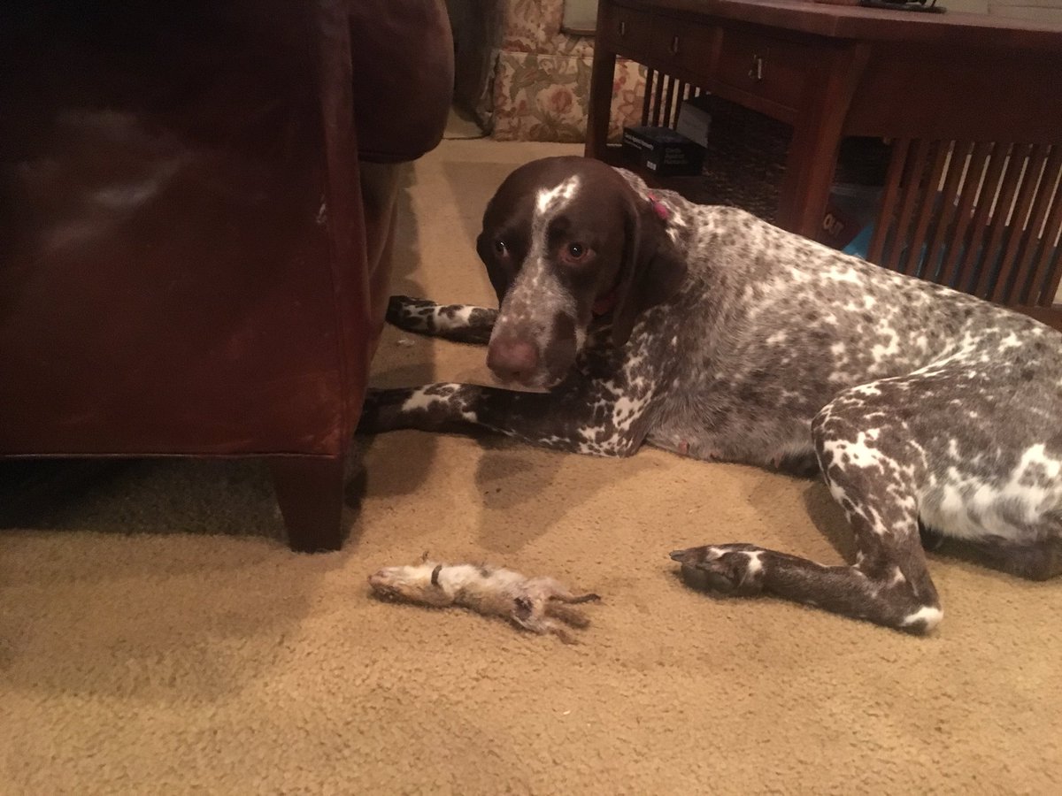 johnfedorka's tweet photo. That’s not a toy.  #gsplife https://t.co/vnjpIz2WWV
