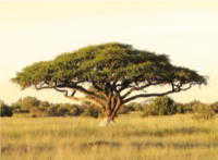 buygumarabic's tweet photo. #ICanBePersuadedTo increase awareness about #plantbased #foodbenefit, which can contribute towards #HealthyEating, #cleaneating , #welleating, #freefrom reduces anxiety. Acacia Gum Arabic is #naturalingredient, which is #vegetarian, #vegan friendly, #glutenfree #baking #bread https://t.co/YGT7YIR65r