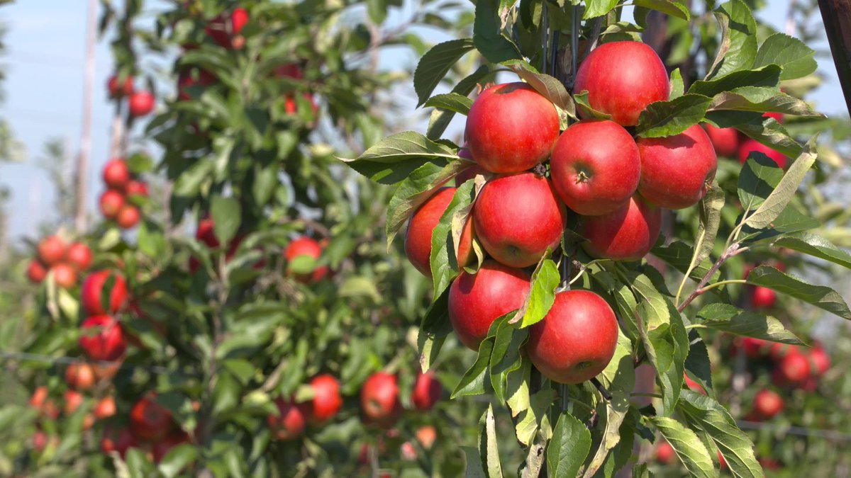 NotBotHA's tweet image. Field Evaluation of Traditional #Apple #Cultivars to Induced #Diseases and #Pests not-bot-horti-agrobo.blogspot.com/2018/06/field-…