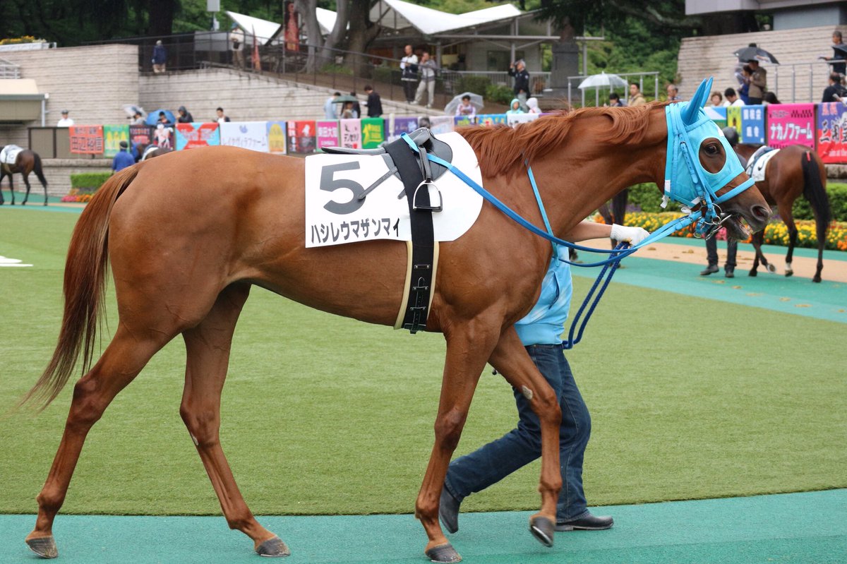 Jra Fun Ar Twitter 東京2rに ハシレウマザンマイ 走れ 馬三昧 珍名馬代表に選出されるクラスの面白い名前だね ちなみに女の子だよ うまび T Co Cvewk3gepi Twitter