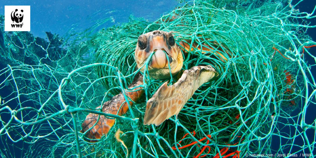 WWF EU on Twitter "Of the 7 species of sea turtle, 3 are critically