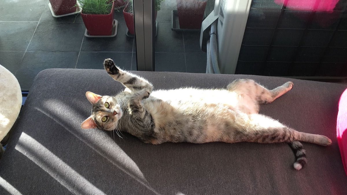 WhingeyCat's tweet photo. Happy Caturday! https://t.co/yil0hxE7ms