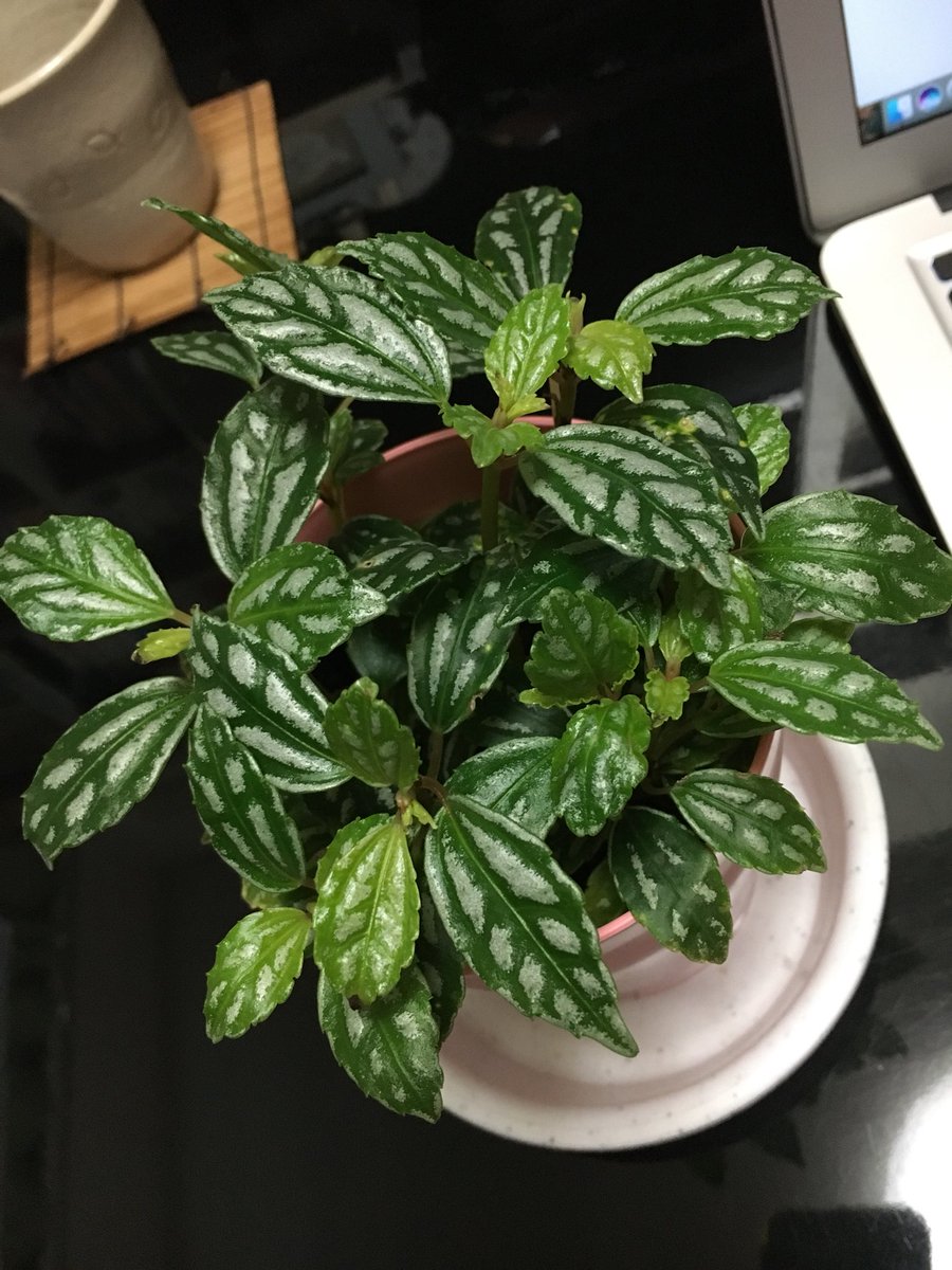 魚住陽向 11 23文フリ ウ 11 Pa Twitter この子も一目惚れ お店の人に聞いたけど知らなかったからネットで調べ た ただ画像だけじゃ違いが分からなくて この子の名前は ピレア カディエレイ ミニマ か それとも ピレア スプルケアナ ノーフォーク なのか