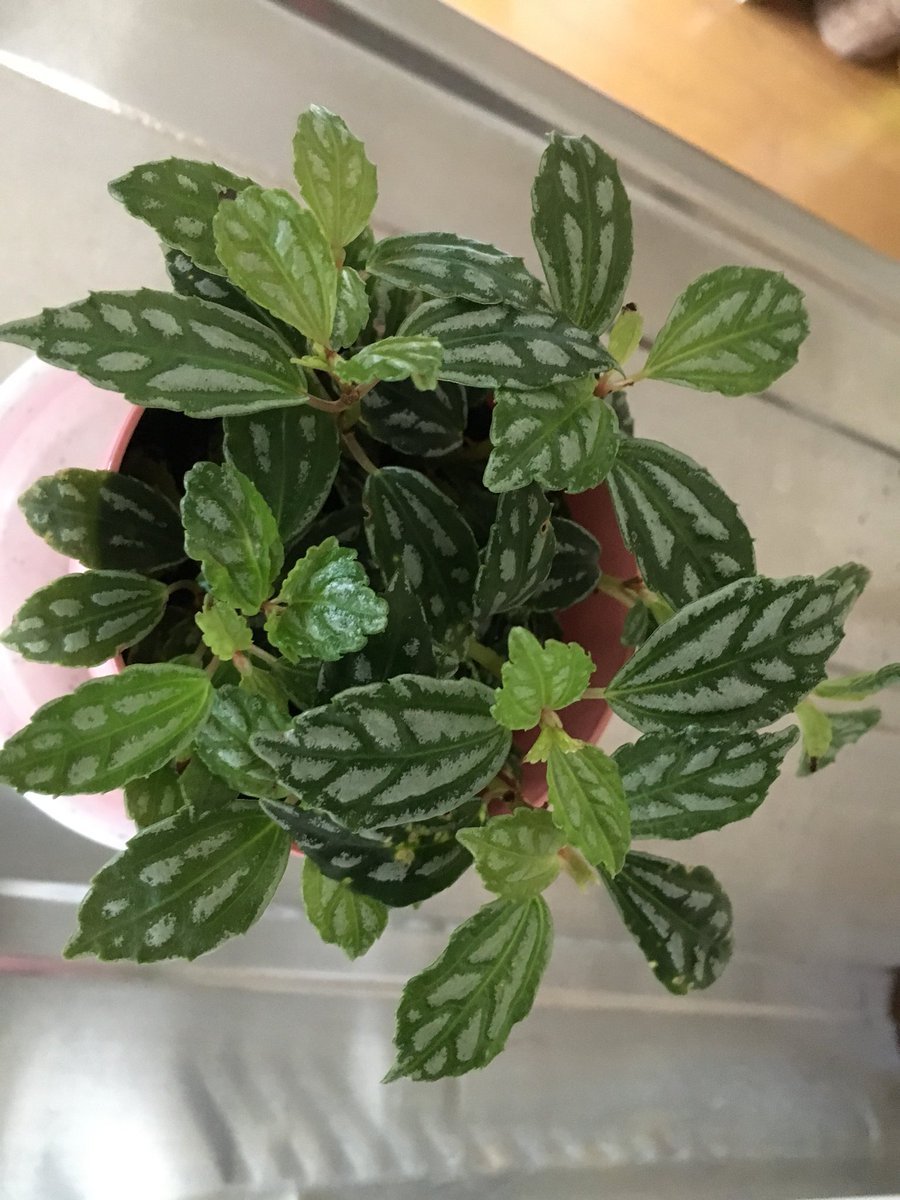 魚住陽向 11 23文フリ ウ 11 この子も一目惚れ お店の人に聞いたけど知らなかったからネットで調べ た ただ画像だけじゃ違いが分からなくて この子の名前は ピレア カディエレイ ミニマ か それとも ピレア スプルケアナ ノーフォーク なのか