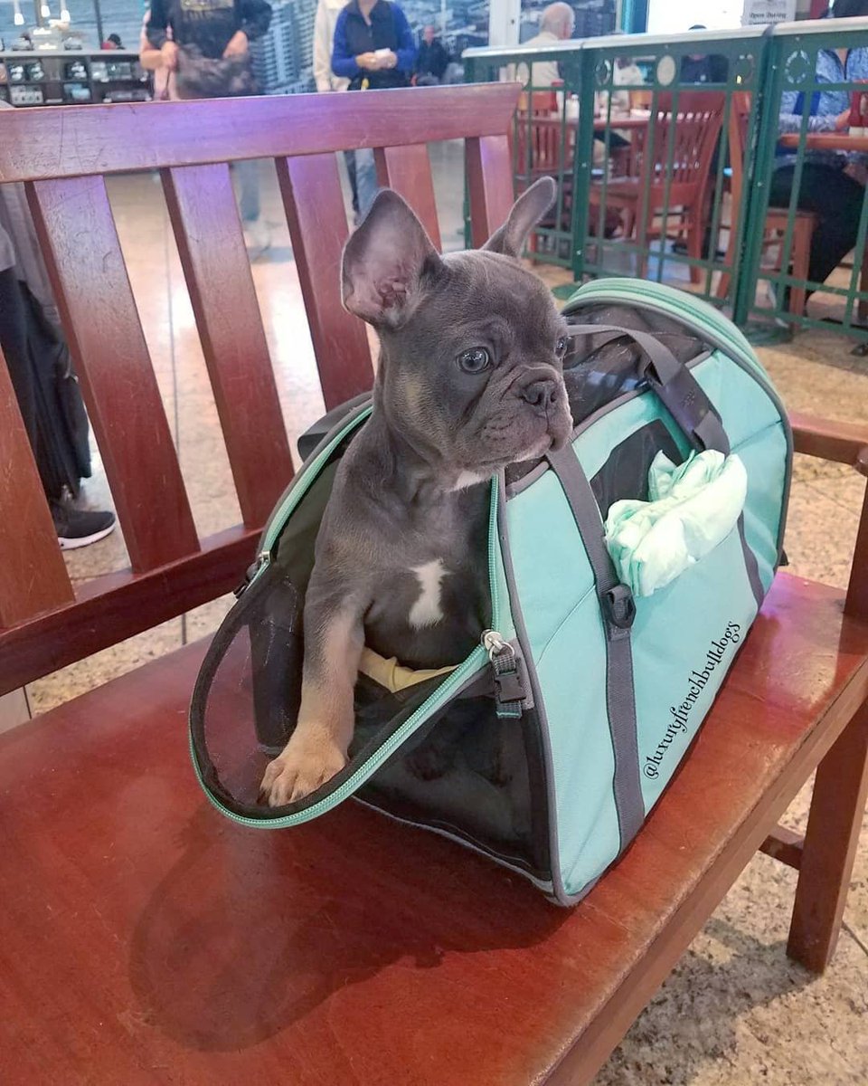 fuzzymugzapp's tweet photo. Weekend is coming! π Who's ready for shopping? π
β’
β’
β’
β’
β’
#dogoftheday #doglover #ilovemydog #puppylove #puppies #animal #pup #animals #doggy #chihuahua #adorable #doglife #frenchbulldog #doglovers #instagramdogs #weeklyfluff #fuzzymugz #lovedogs #bulldog #bestwoof https://t.co/86v2kVQgEu