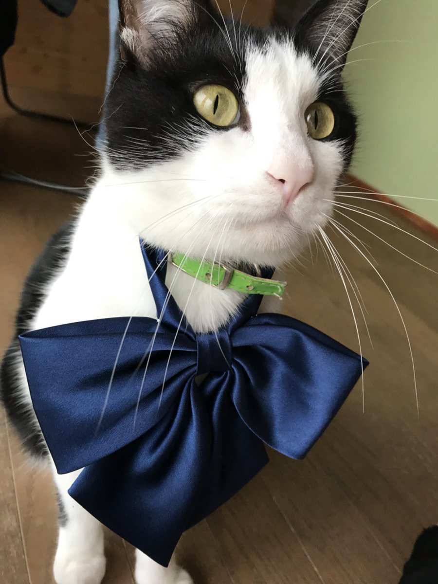 ayusyake7462's tweet photo. #猫好きさんと繋がりたい 
#猫 #cat https://t.co/1bfNyzX1rX