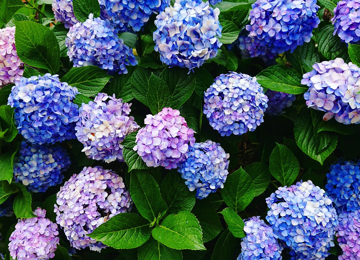 河瀬璃菜 りな助 紫陽花は土のphによって花の色が変わるんだって 酸性なら青で アルカリ性ならば赤になるそう 知らなかったー