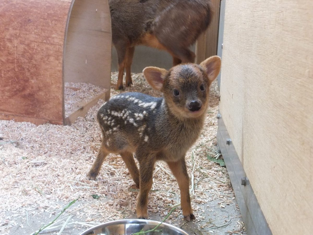 Twitter पर 埼玉県こども動物自然公園 公式 今日からいよいよ世界最小のシカ プーズー の赤ちゃん公開 11 00 15 00まで 背中の白い斑点模様は 小さなうちにだけ見られます 名前投票も同時に開始したので ぜひご参加ください 埼玉県こども動物 Twitter पर 埼玉県こども動物自然公園 公式 今日からいよいよ世界最小のシカ プーズー の赤ちゃん公開 11 00 15 00まで 背中の白い斑点模様は 小さなうちにだけ見られます 名前投票も同時に開始したので ぜひご参加ください 埼玉県こども動物