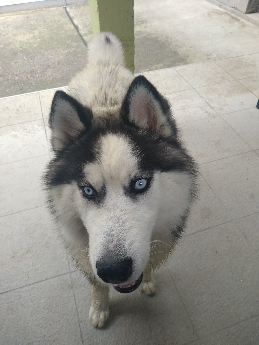 Wolfy the Siberian Husky (@husky_wolfy) on Twitter photo 