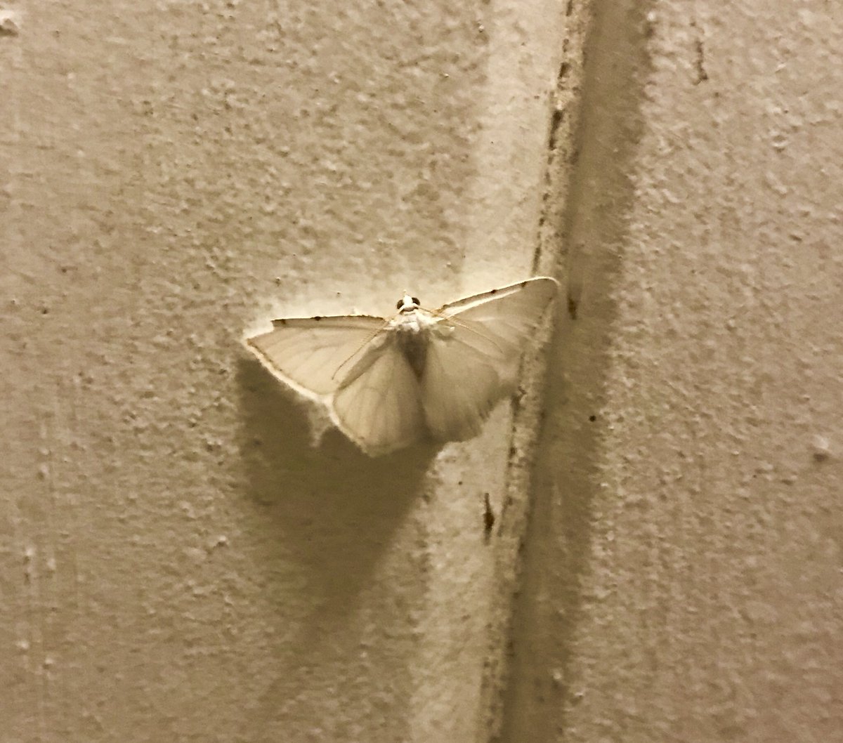 4 Types Of Silk Moths