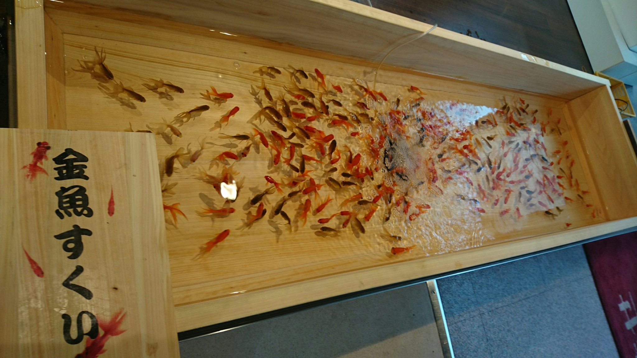 パウパウアクアガーデン 銀座店 金魚すくいやっとります 1回100円で すくえなくても1匹プレゼント Gt 彡 可愛い子お持ち帰りしちゃってください 17 00までの開催ですのでお気をつけ下さい 1回100円は6 23 24だけですよ ご来店