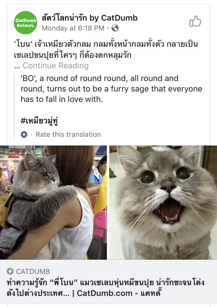 jcast3737's tweet photo. Facebook translations can sometimes be confounding but I will be damned if this isn’t the most astute description of Bone Bone I’ve ever heard https://t.co/Wn51qQ7aU3