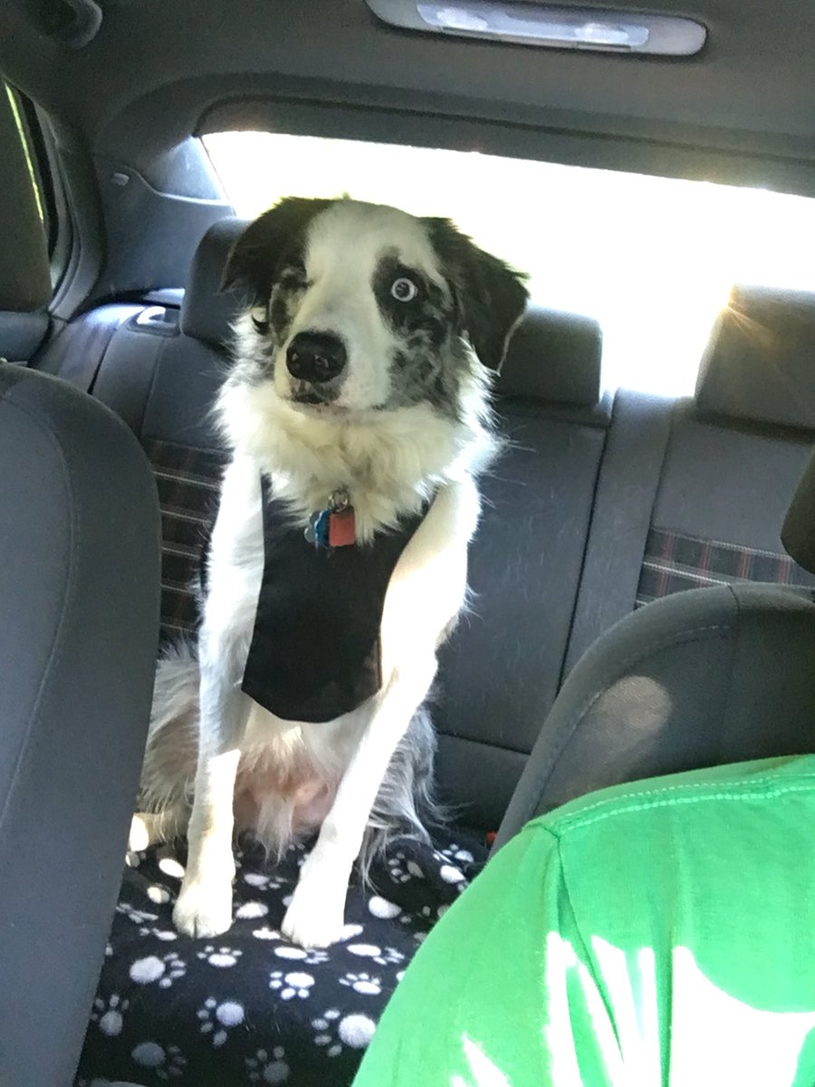 bronleamishler's tweet photo. OMGOMGOMGOMGOMGOMGOMGOMGOMGOMGOMGOMGOMGOMGOMGOMGOMGOMGOMGOMGOMG
WE’RE GOING FOR A WALK!
#bordercollie #workoutmotivation #bestexpressionever https://t.co/gniPznPdEY