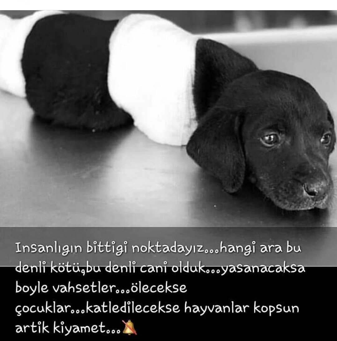 yasinpakize's tweet photo. #HayvanaSiddetSuctur #yazıklarolsun https://t.co/s3KJ91ZSIN