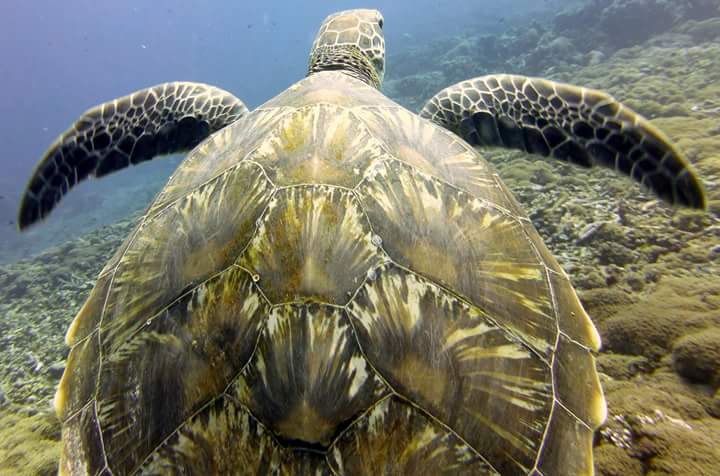 downwiplastic's tweet image. Happy world turtle day everyone 🐢 #worldturtleday @WorldTurtleDay We LOVE these guys and are looking forward to getting outdoors to do some litter picking today to #shellebrate them ❤️💚💙🐢