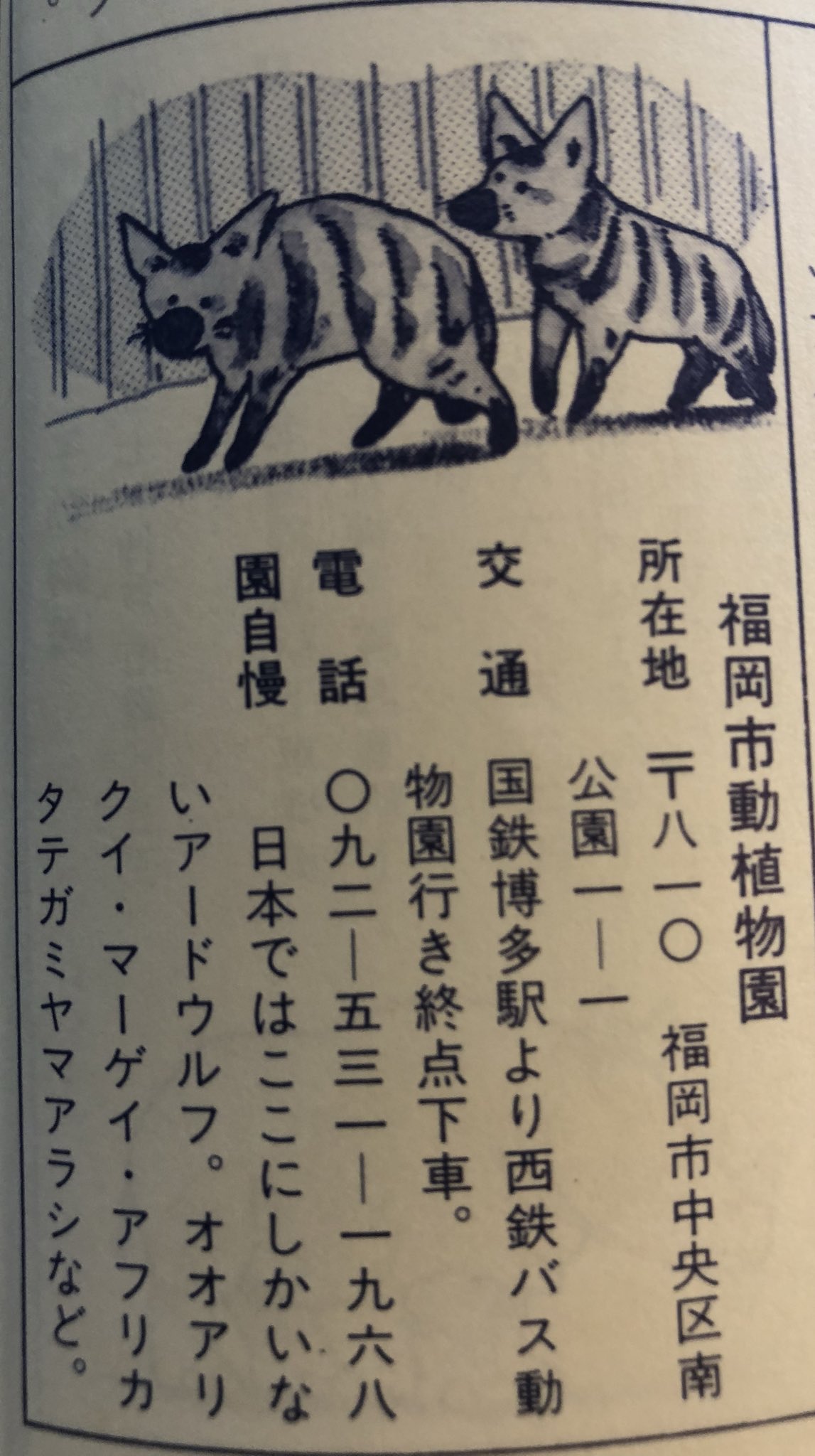 おらゑもん 猿zine制作中 徳山にクロキノボリカンガルー 福岡にアードウルフとマーゲイ 昭和の動物園 意外な園に意外な動物がいるけれど 彼らが脚光を浴びるには時代が早すぎたのかも知れない おらゑもん 猿zine制作中 徳山にクロキノボリカンガルー 福岡にアードウルフとマーゲイ 昭和の動物園 意外な園に意外な動物がいるけれど 彼らが脚光を浴びるには時代が早すぎたのかも知れない