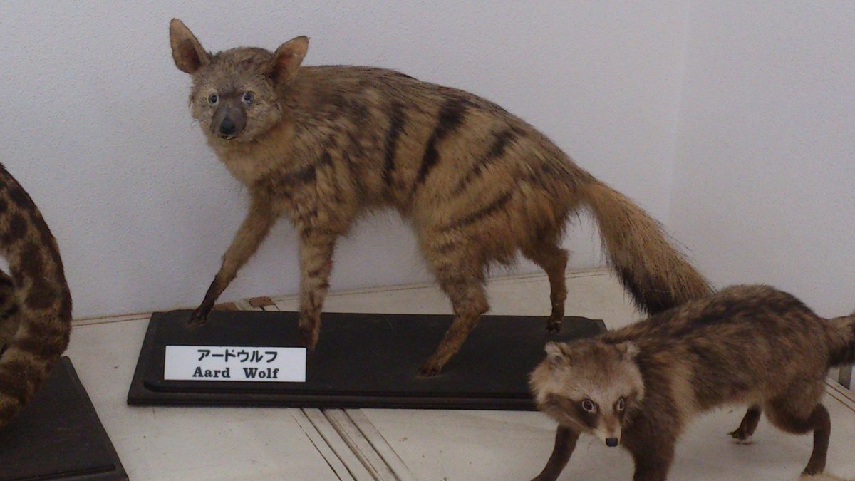 weiss_zoo アードウルフなら福岡市動物園の動物科学館に（ちょっと残念