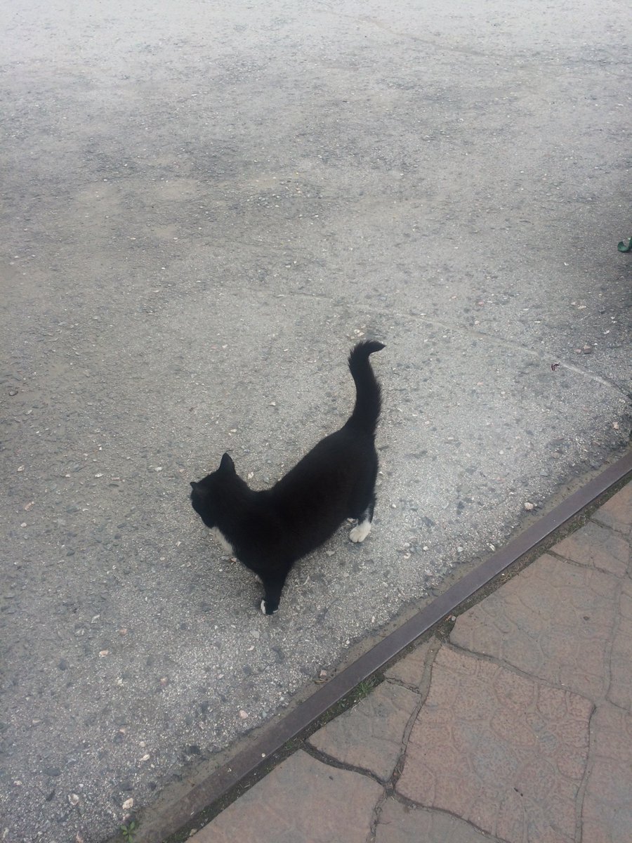 abakanlondon's tweet image. Уровень клиентоориентированности #садовыйцентр: зонты для гостей и сторожевая кошка