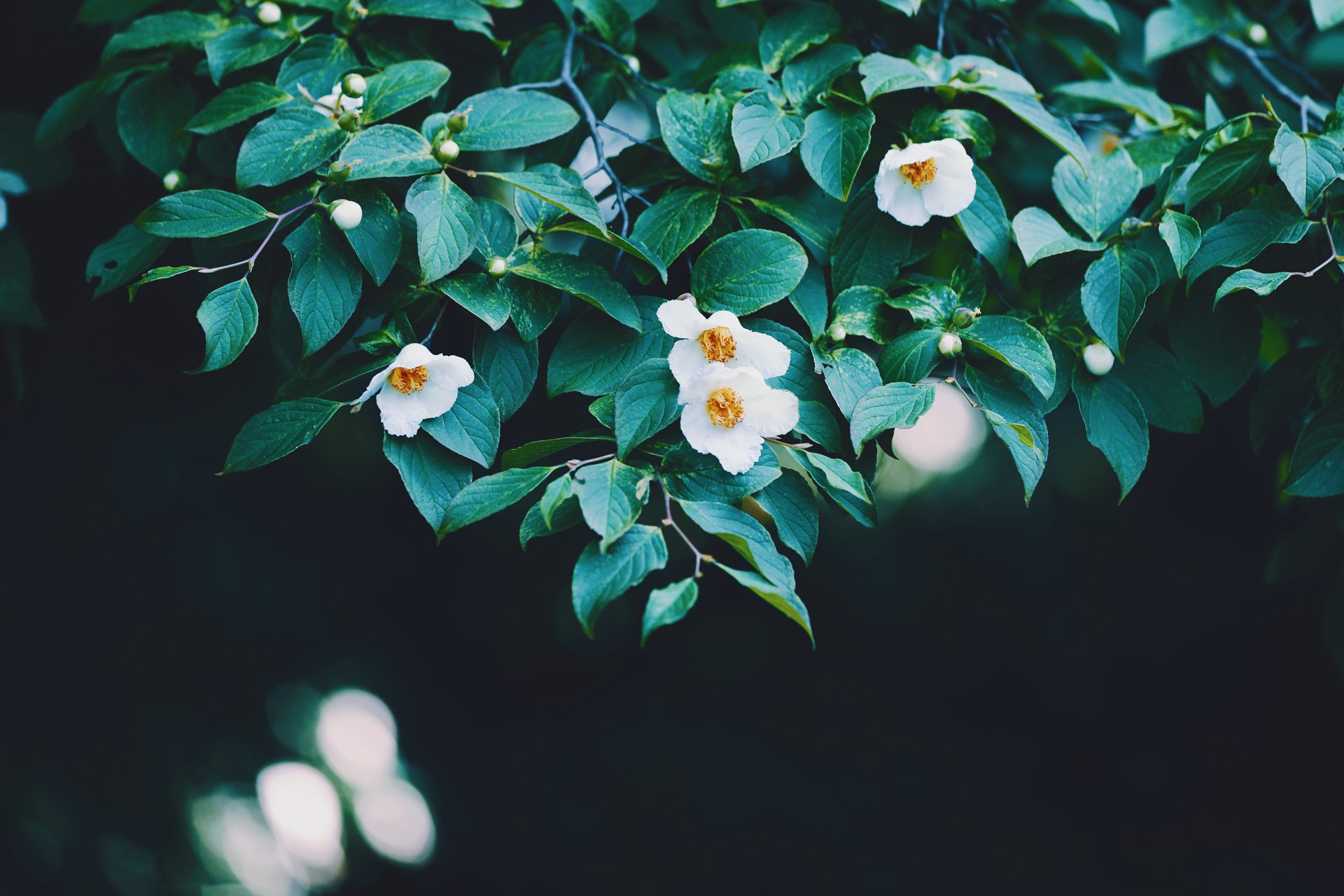 Neo Himeism 夏椿の素材をアップしました T Co L4m6rcgrsv 6月16日の誕生花のひとつです 朝咲いた花がその日の夕方散ることから はかない美しさ などの花言葉があります 創作に使える素材 T Co H4nuhwrk5e Twitter Neo Himeism 夏椿の素材をアップしました T Co L4m6rcgrsv 6月16日の誕生花のひとつです 朝咲いた花がその日の夕方散ることから はかない美しさ などの花言葉があります 創作に使える素材 T Co H4nuhwrk5e Twitter