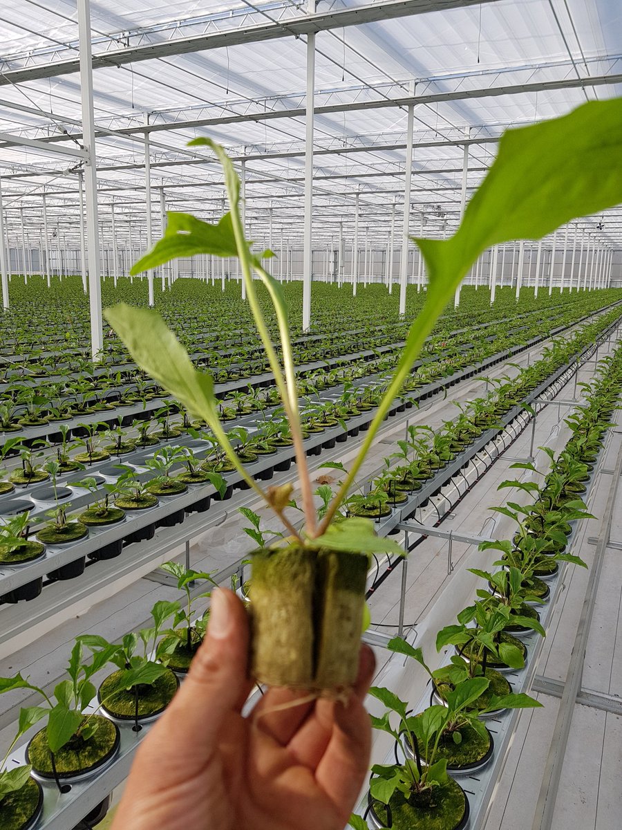 Het was letterlijk en figuurlijk behoorlijk aanpoten de afgelopen weken, maar het staat weer schitterend te groeien💪