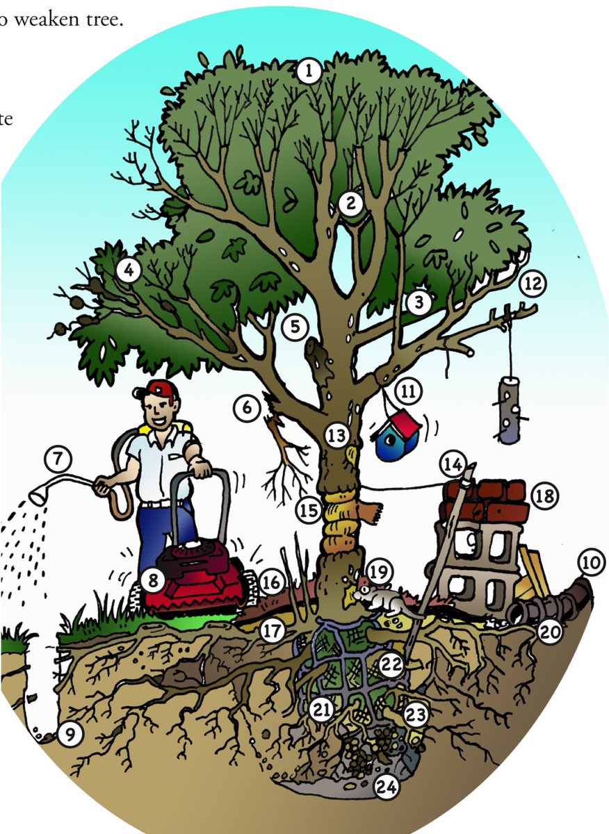 arbopalm's tweet image. 24 prácticas que pueden matar un árbol 
pubs.ext.vt.edu/430/430-210/43…
#urbantree