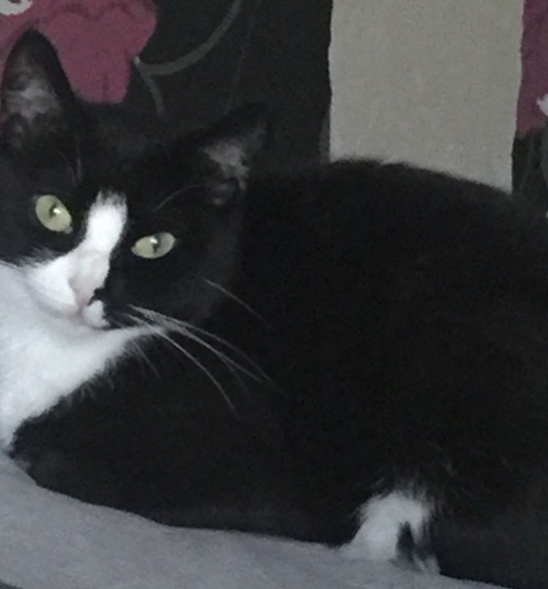 alice281196's tweet photo. Nothing beats wakening up to this little cute face every morning #ObsessiveCatDisorder #Oreo #MyPrincess #SaturdayChillDay https://t.co/oqDP5SZqvG