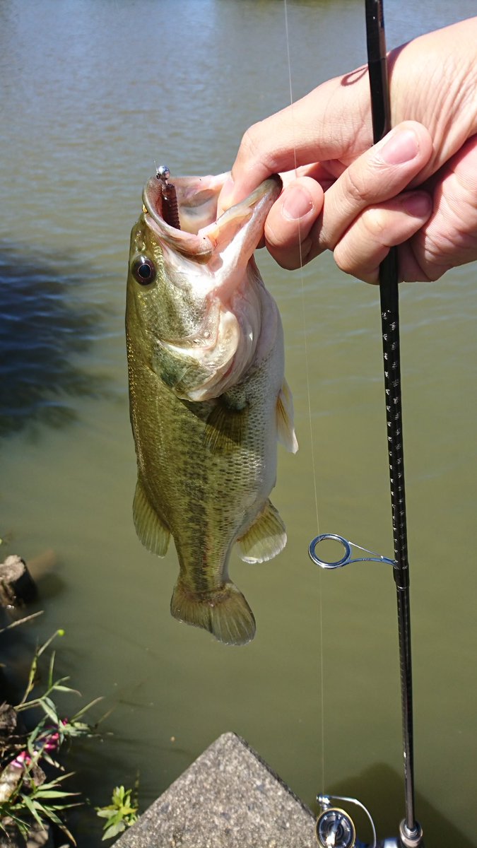 Bullfishing Twitterren 琵琶湖につながる水路でmax35センチ 小バスは5匹釣れた 琵琶湖 西の湖 居庭内湖 水路 バス釣り バスフィッシング ルアー釣り ルアーフィッシング ルアー 釣り フィッシング 一誠 村上晴彦 スパテラ ジグヘッド フワ釣り Bullfishing Twitterren 琵琶湖につながる水路でmax35センチ 小バスは5匹釣れた 琵琶湖 西の湖 居庭内湖 水路 バス釣り バスフィッシング ルアー釣り ルアーフィッシング ルアー 釣り フィッシング 一誠 村上晴彦 スパテラ ジグヘッド フワ釣り