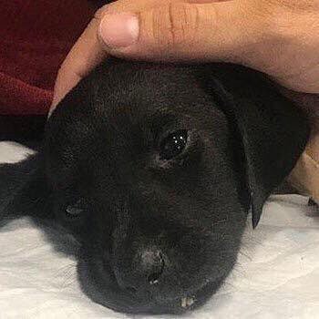 "MERHAMETLİ ÇOCUKLAR BÜYÜTÜN
Kedilerin kuyruğunu çekmeyen,
karınca yuvalarına basmayan,
salyongazları ezmeyen çocuklar
Köpekleri taşlamayan, 
ağaç dallarını kırmayan,
çiçekleri ezmeyen çocuklar
Ağlayan arkadaşına sarılıp neyin var? diye soran,
düşen arkadaşını kaldıran çocuklar