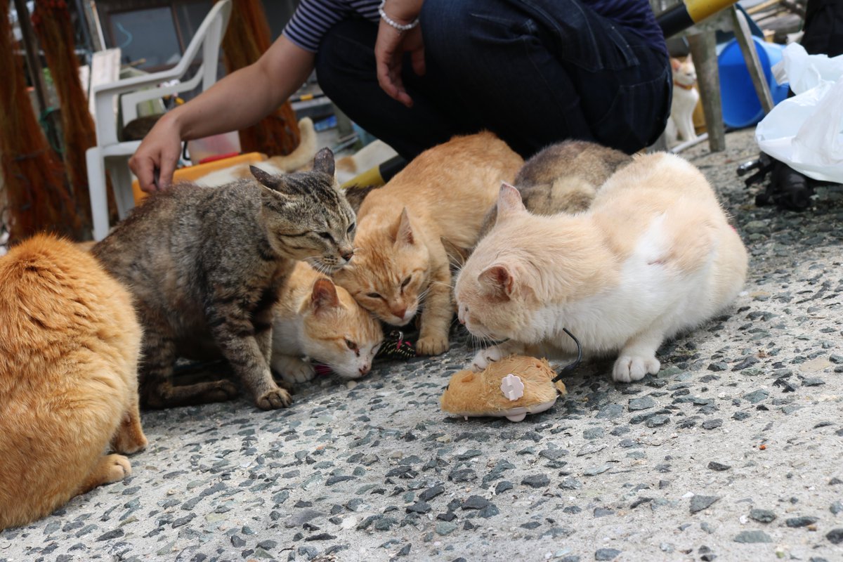 猫の島 青島 בטוויטר 猫たちは ネズミのおもちゃ に夢中です 青島には ネズミ がいません 今から１０年間に 野生化した猫たちが青島の ねずみ を全て食べつくしました 今の猫たちは ネズミ を見たことがありません T Co B1rm6hrgz5 T