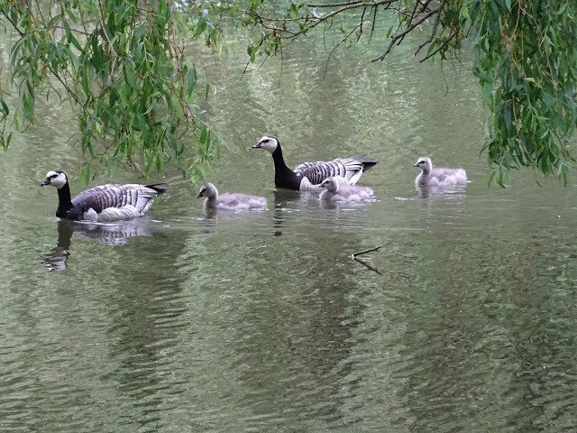 duckoftheday's tweet photo. 16 Jun 2018 - weekend waterfowl https://t.co/0dYdSpAkBN