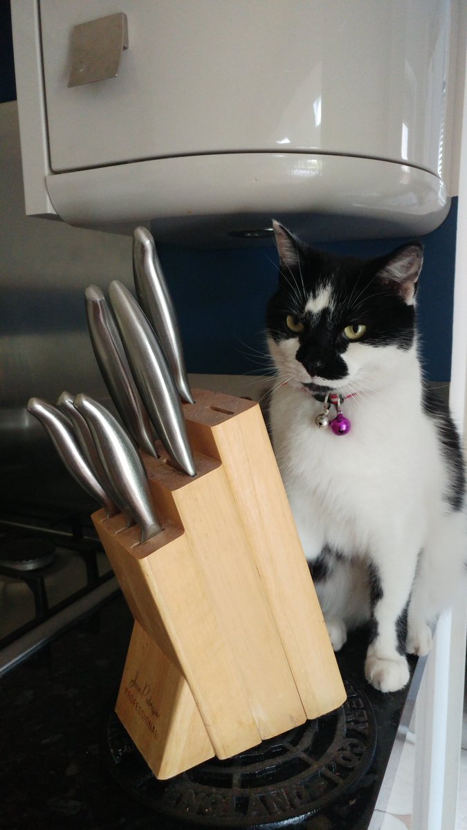 Nicosnoseytips's tweet photo. Just checking out your knife block... Nothing to see here #catsoftwitter #caturday #kitchenkitty 😼 https://t.co/GYZpypF4HY