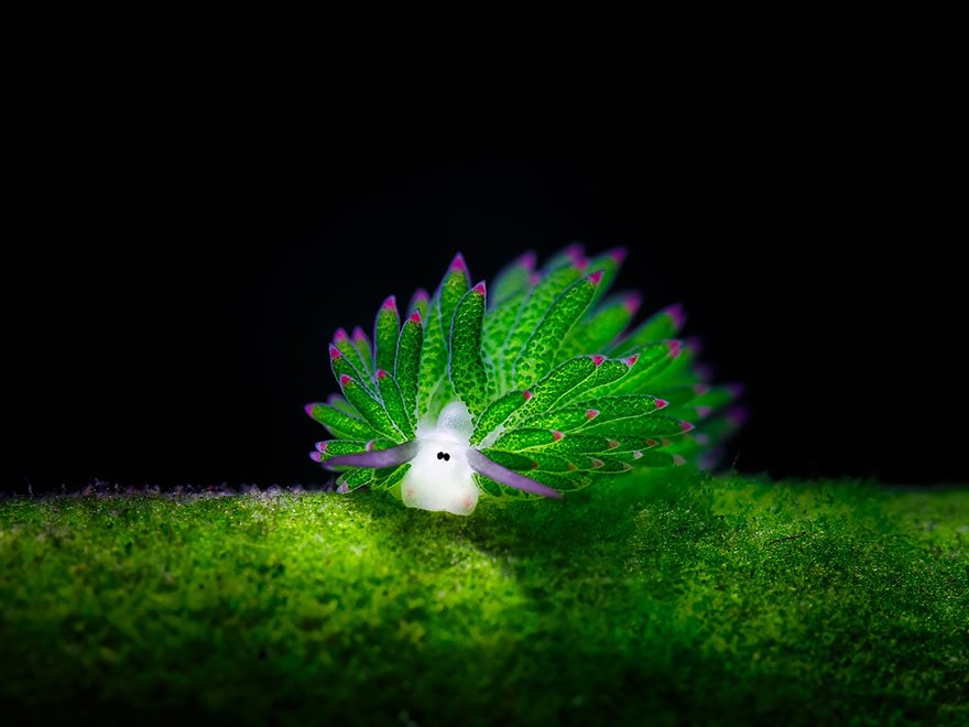 Massimo Costasiella Kuroshimae Is A Species Of Sacoglossan Sea Slug A Shell Less Marine Opisthobranch Gastropod Mollusk It S Often Called Sea Sheep Due To Its Aspect And It S One Of The